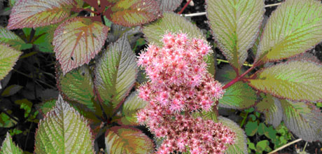 Rodgersia pinnata