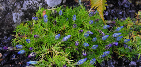 Gentiana sino-ornata