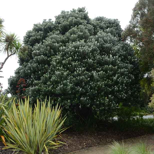 pohutukawa