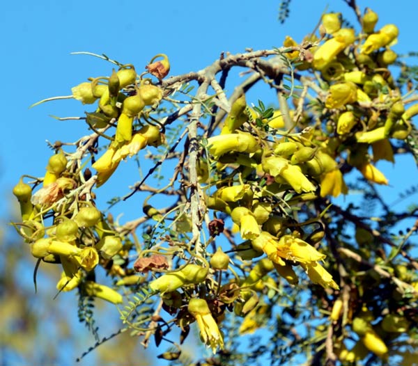 Kowhai in full bloom