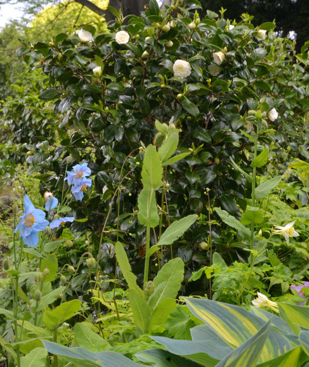 Camellia Dahlohnega 