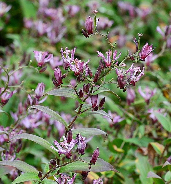 Tricyrtis macropoda