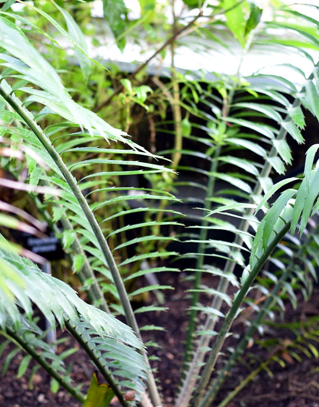 Encephalartos villosus 