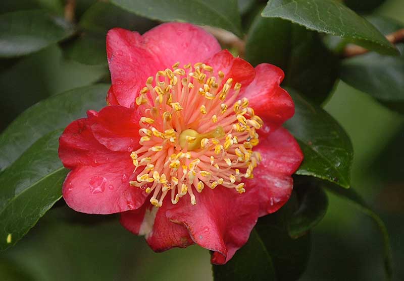 Camellia japonica ‘Hinomaru’