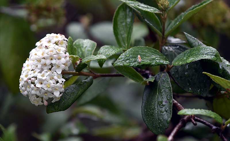 Dunedin Botanic Garden