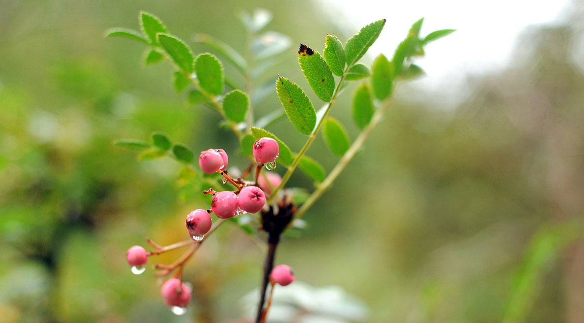 Sorbus reducta