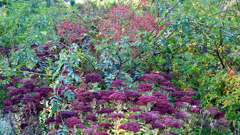 Rosa helenae partnered up with Sedum spectabile 'Herbstfreude' (Autumn Joy).  