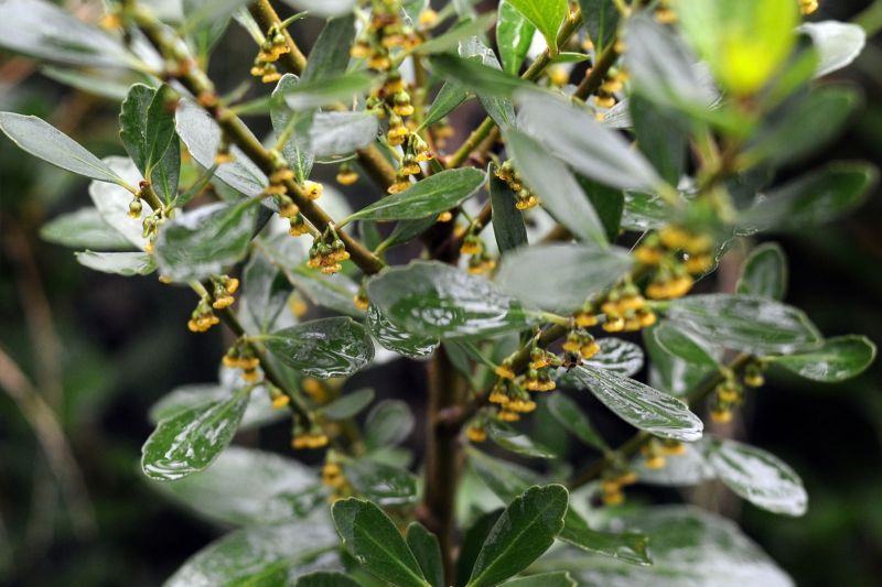 Melicytus novae-zelandiae