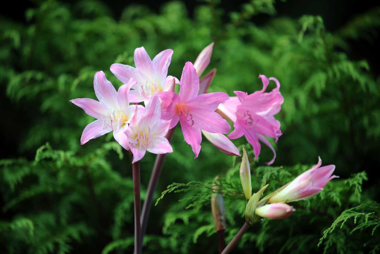 Indestructible naked lady a late summer stunner | Dunedin Botanic Garden  Official Website