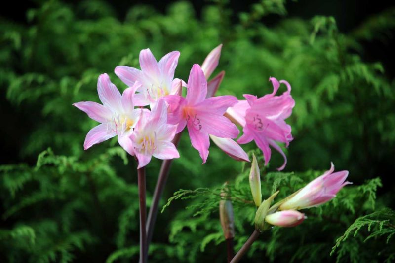 Amaryllis belladonna