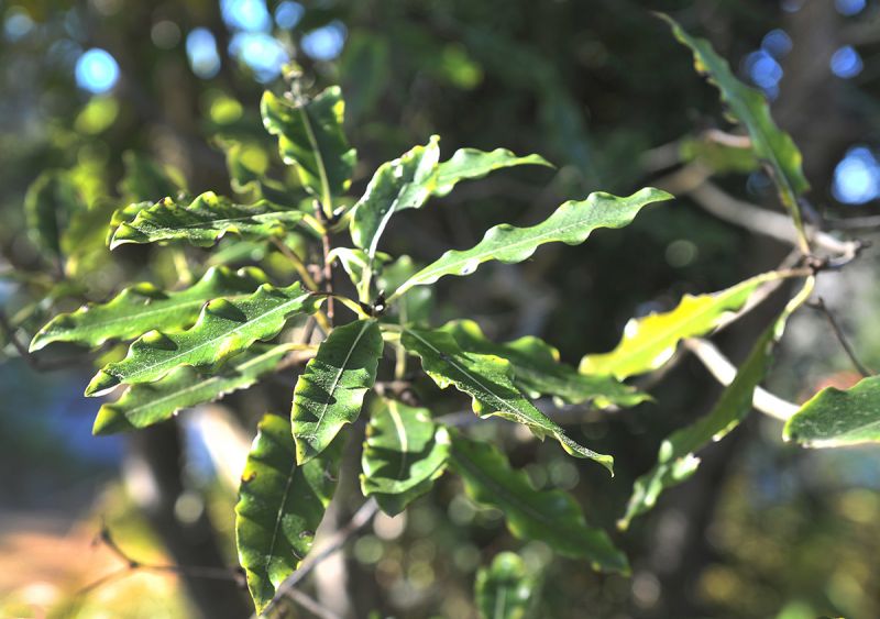 Pittosporum eugenioides