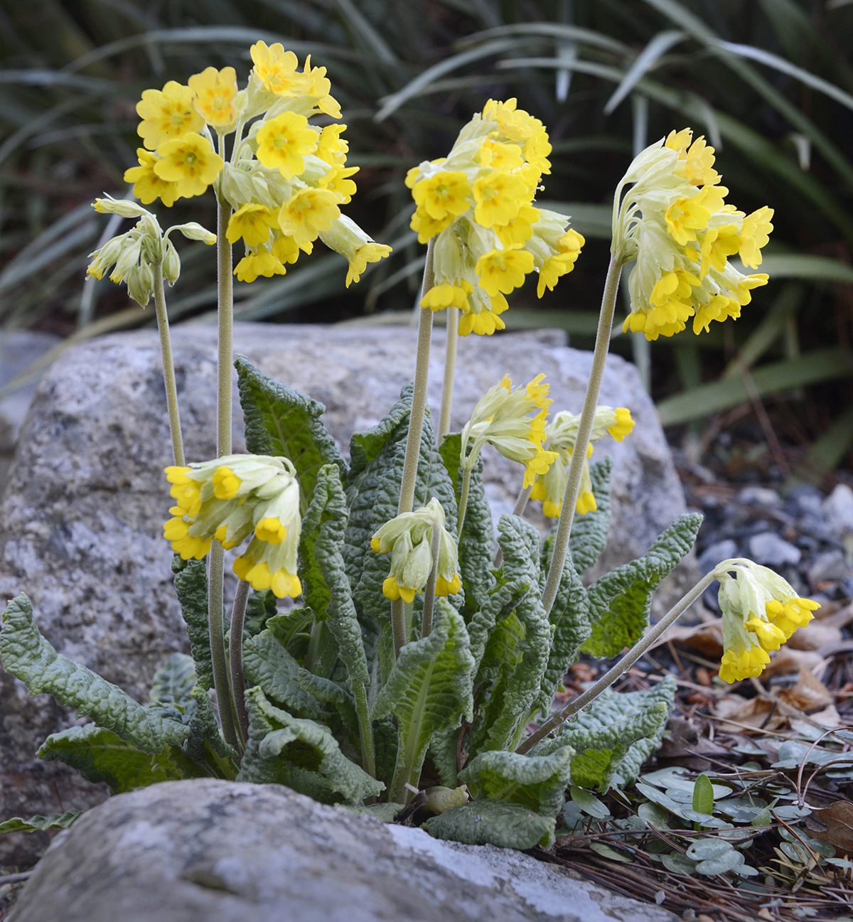 Primula veris