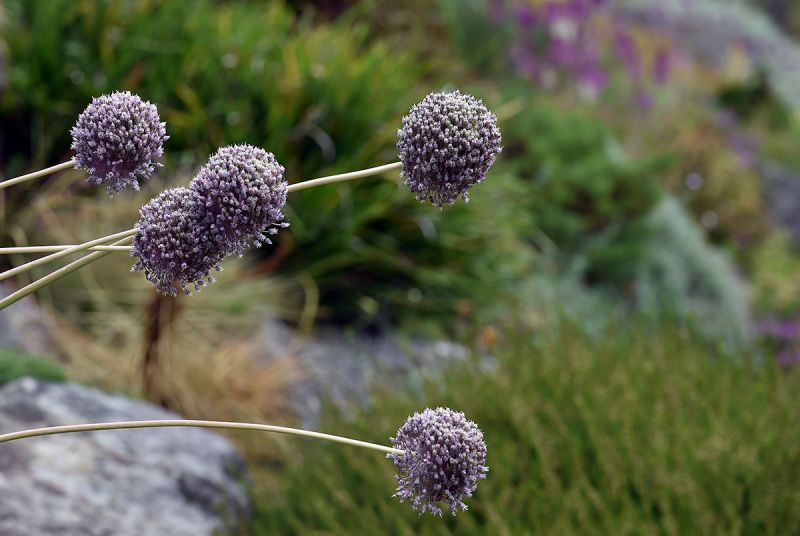 Allium seed head