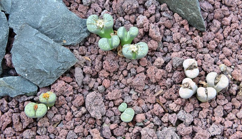 Lithops