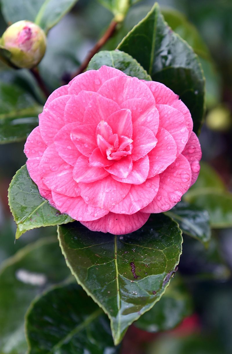 Camellia japonica ‘Dryade’