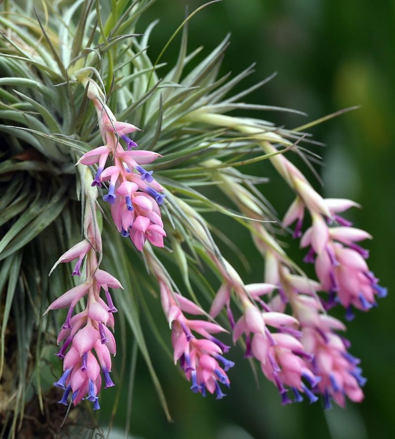 Tillandsia tenufolia