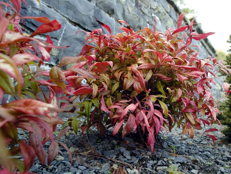 Nandina domestica 'Nana Purpurea'