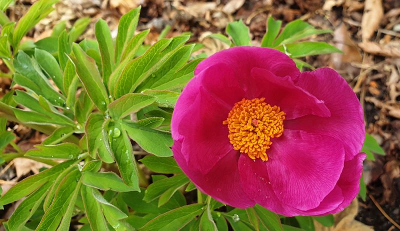 Paeonia officinalis