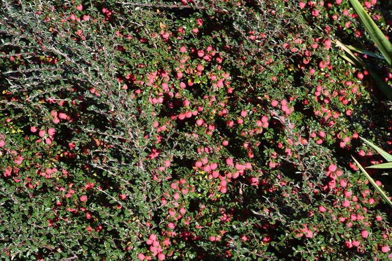 Cotoneaster integrifolius