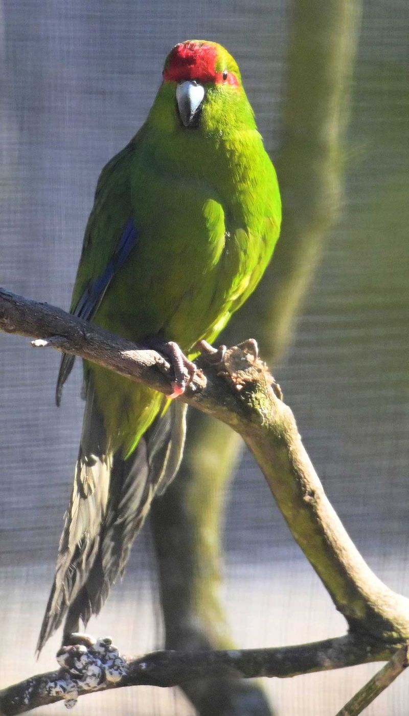 Red Crowned Kakariki