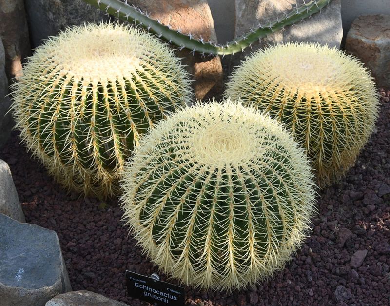 Echinocactus grusonii