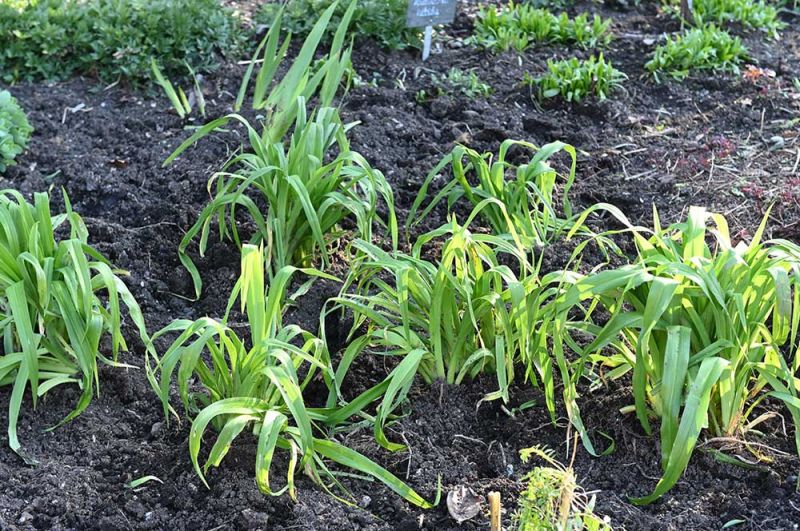 Daylily Cultivar - Sings the Blues