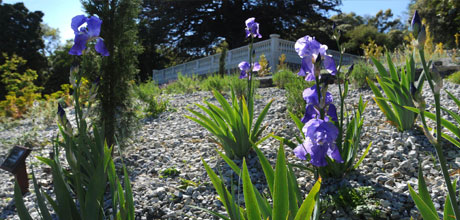 Mediterranean Garden