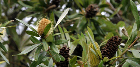 Banksia