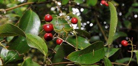 Ripogonum scandens