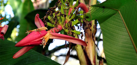 Musa mannii