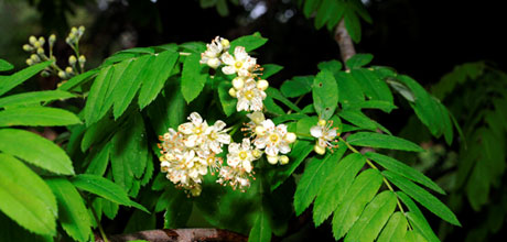 Sorbus