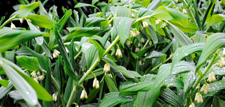 Polygonatum multiflorum