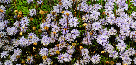 Globularia