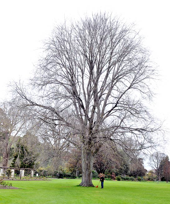 English Elm