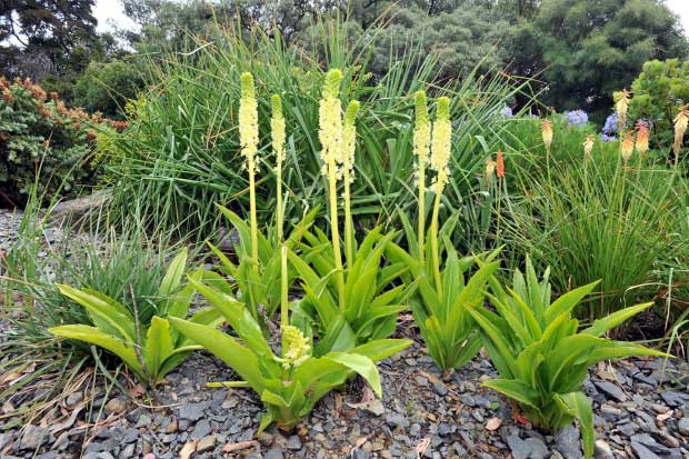 pineapple lily