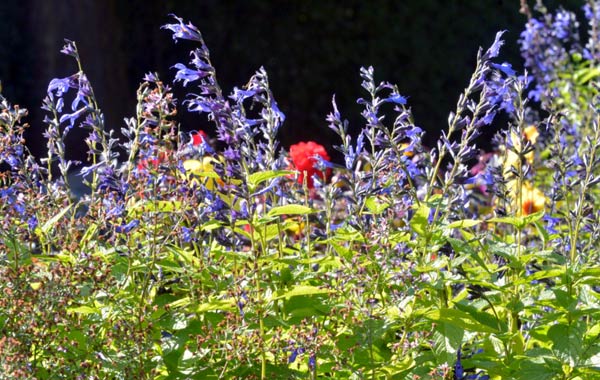 Salvia guaranitica 'Black and Blue'