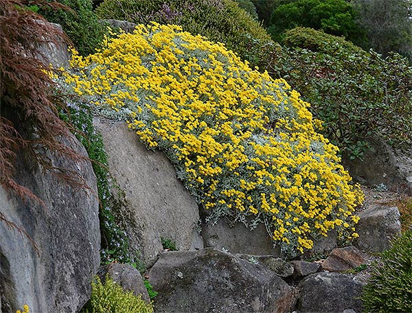 Helichrysum argyrophyllum