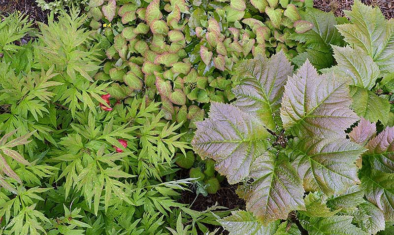 Foliage in the Rhododendron Dell's Peony Border