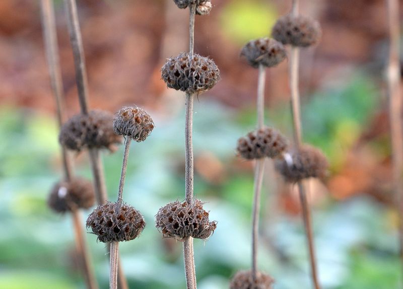 Phlomis russeliana