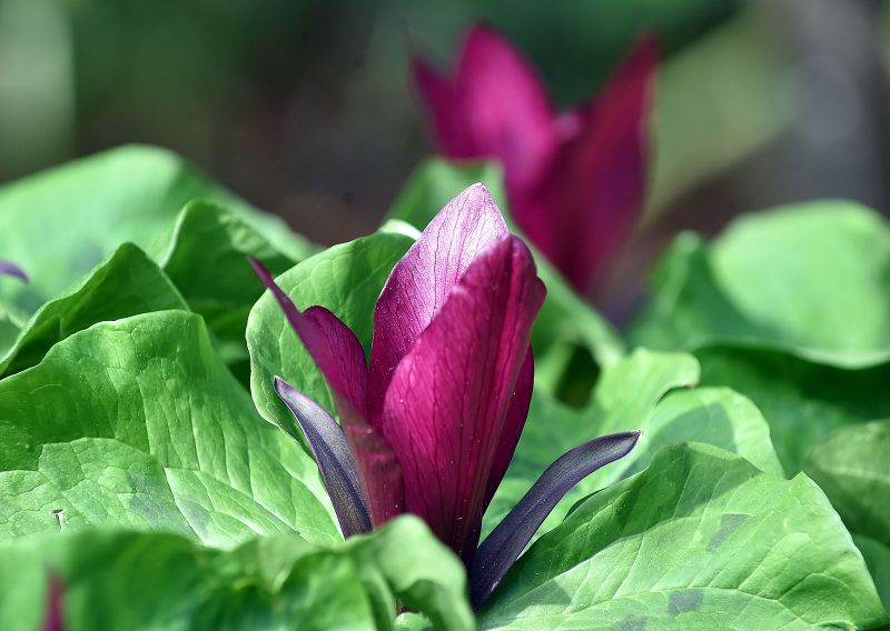 Trillium chloropetalum