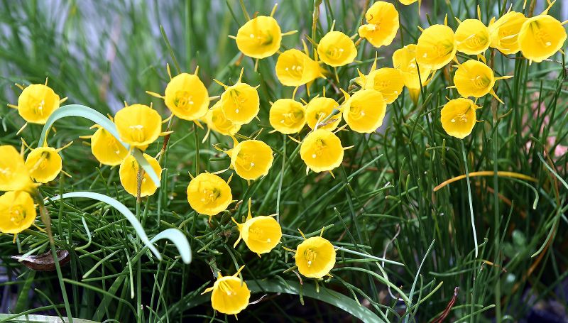 Narcissus bulbocodium