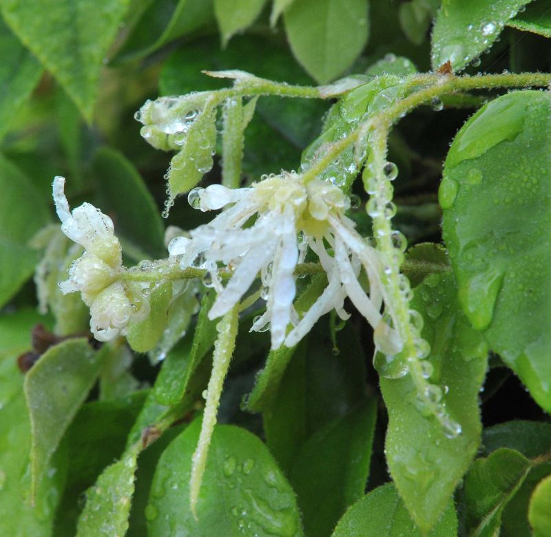 Autumn Blooms Extend Flowering Season