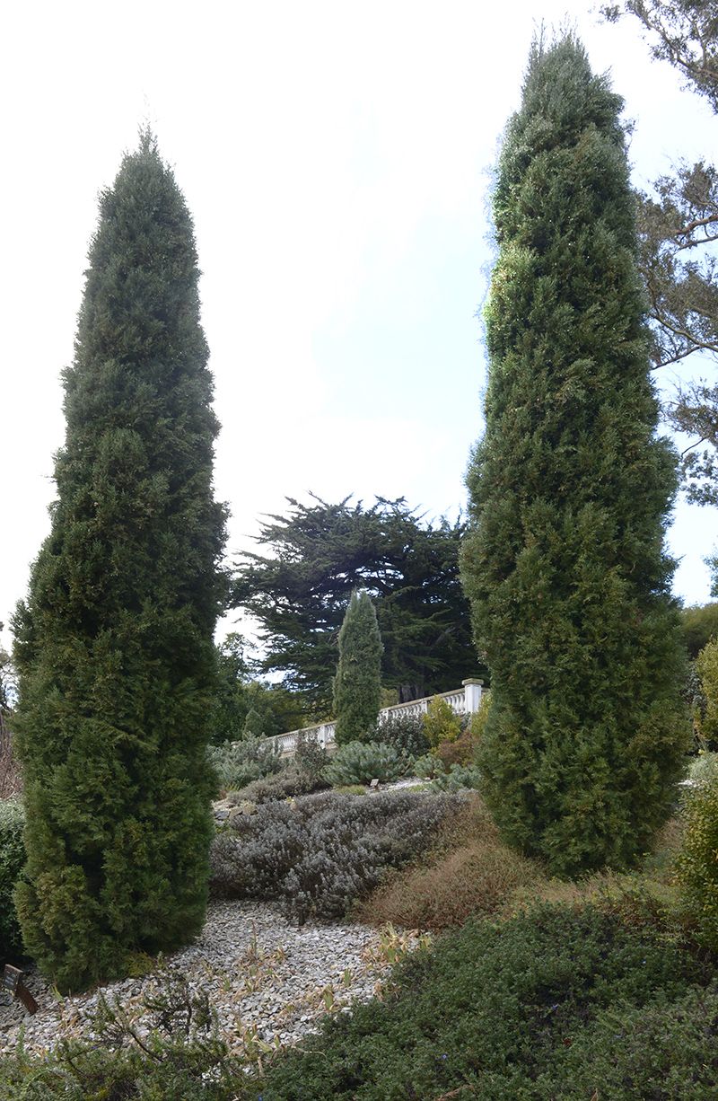 Mediterranean Garden