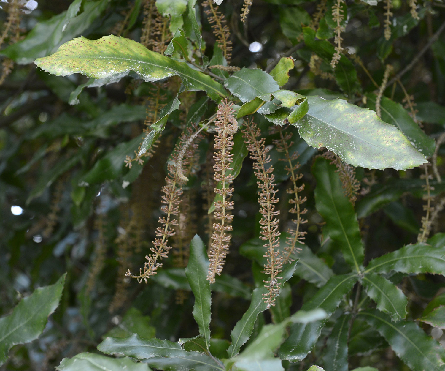 Macadamia ternifolia