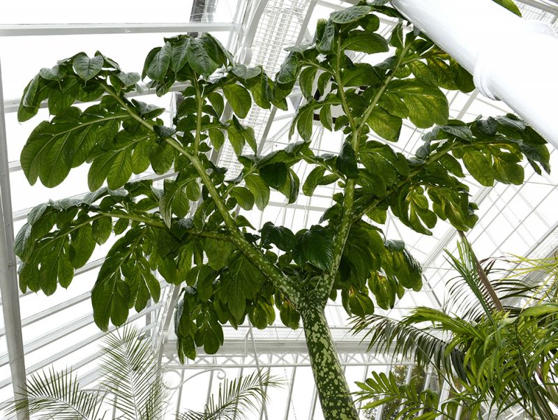 Amorphophallus titanum leaf