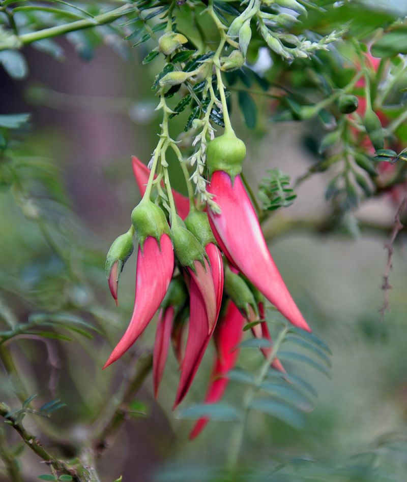 Clianthus puniceus