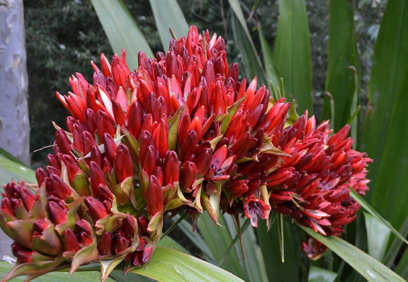 Doryanthes palmeri flower