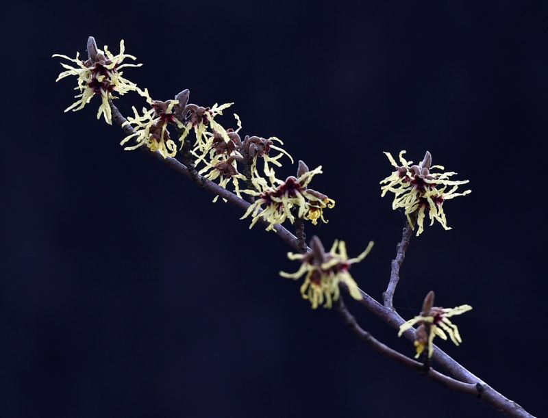 Hamamelis x intermedia 'Pallida'