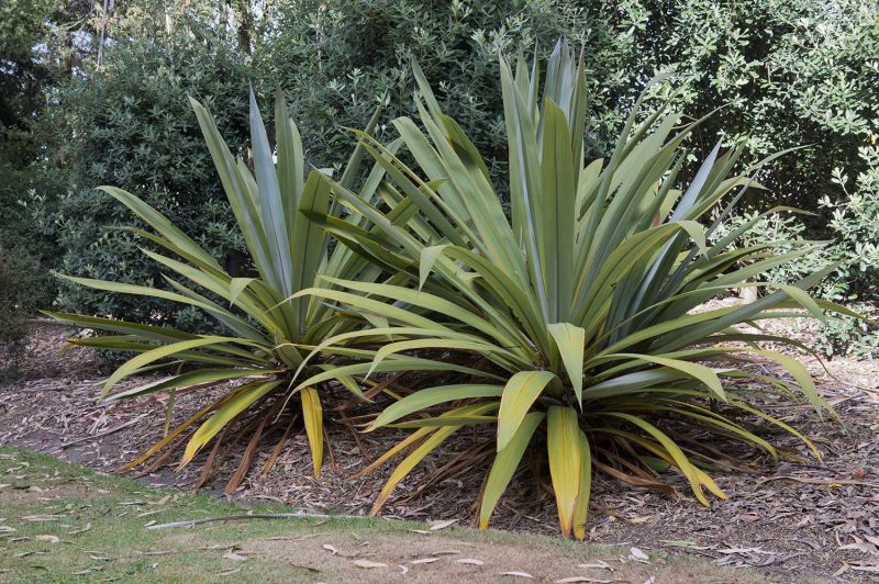 Cordyline indivisa