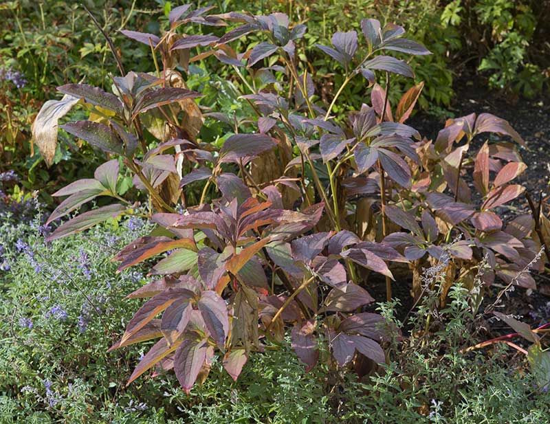 Paeonia Foliage